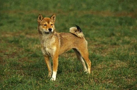 义犬冢