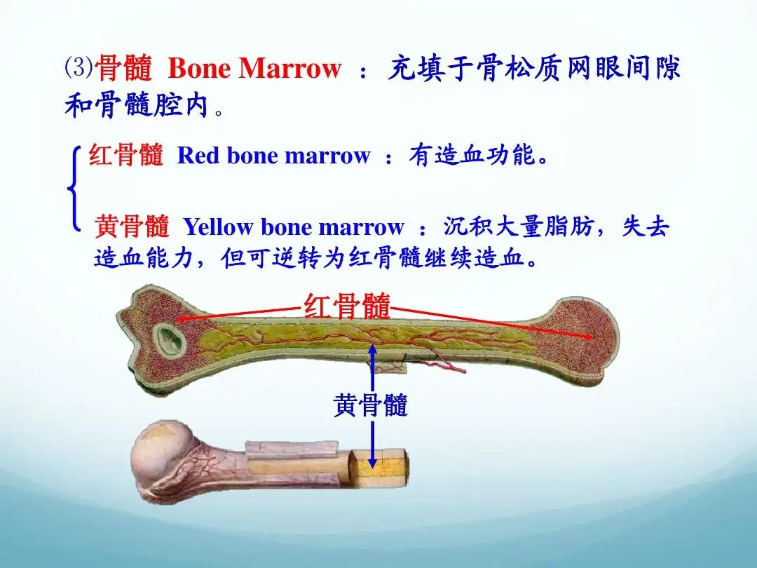 系统解剖学（小结1） - 哔哩哔哩
