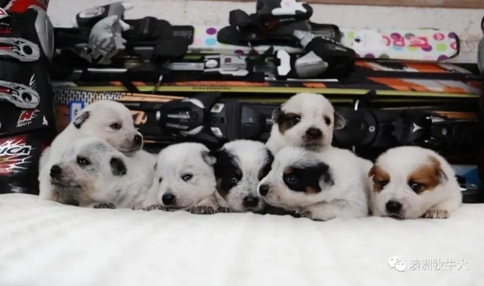 澳牛犬毛色 你一定要了解 哔哩哔哩