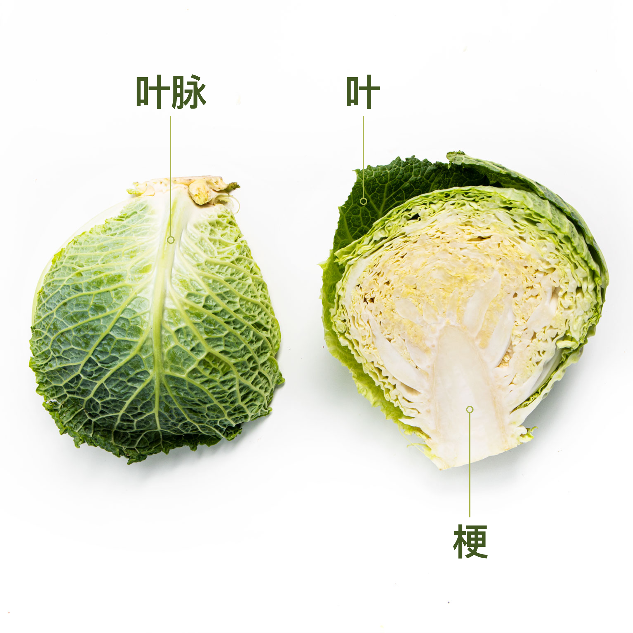 关于野甘蓝你应该知道的几件事