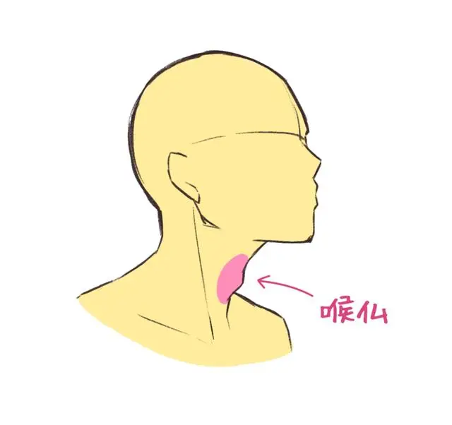 男生喉结画法图片