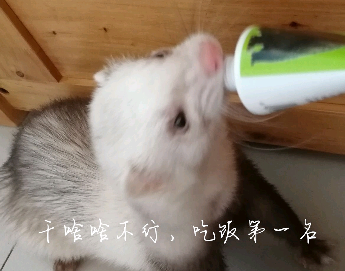 小雪貂表情包第二弹