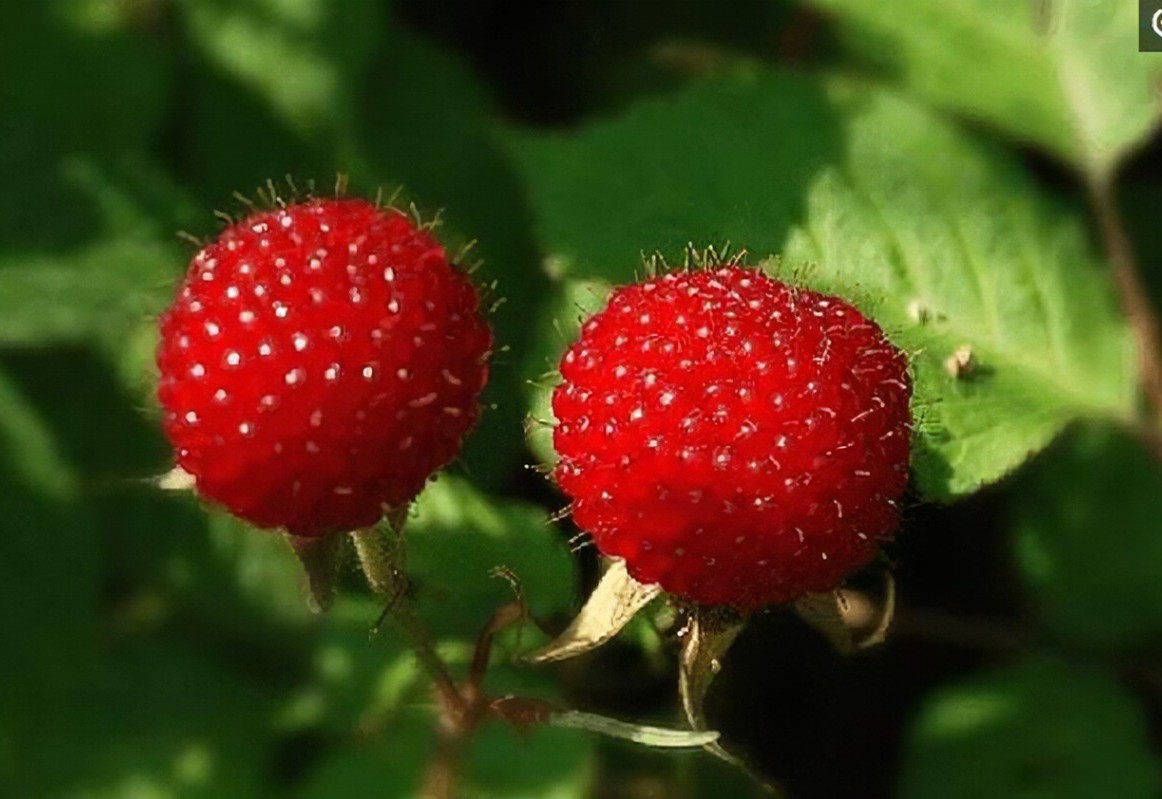 草莓图片_田园的草莓图片大全 - 花卉网