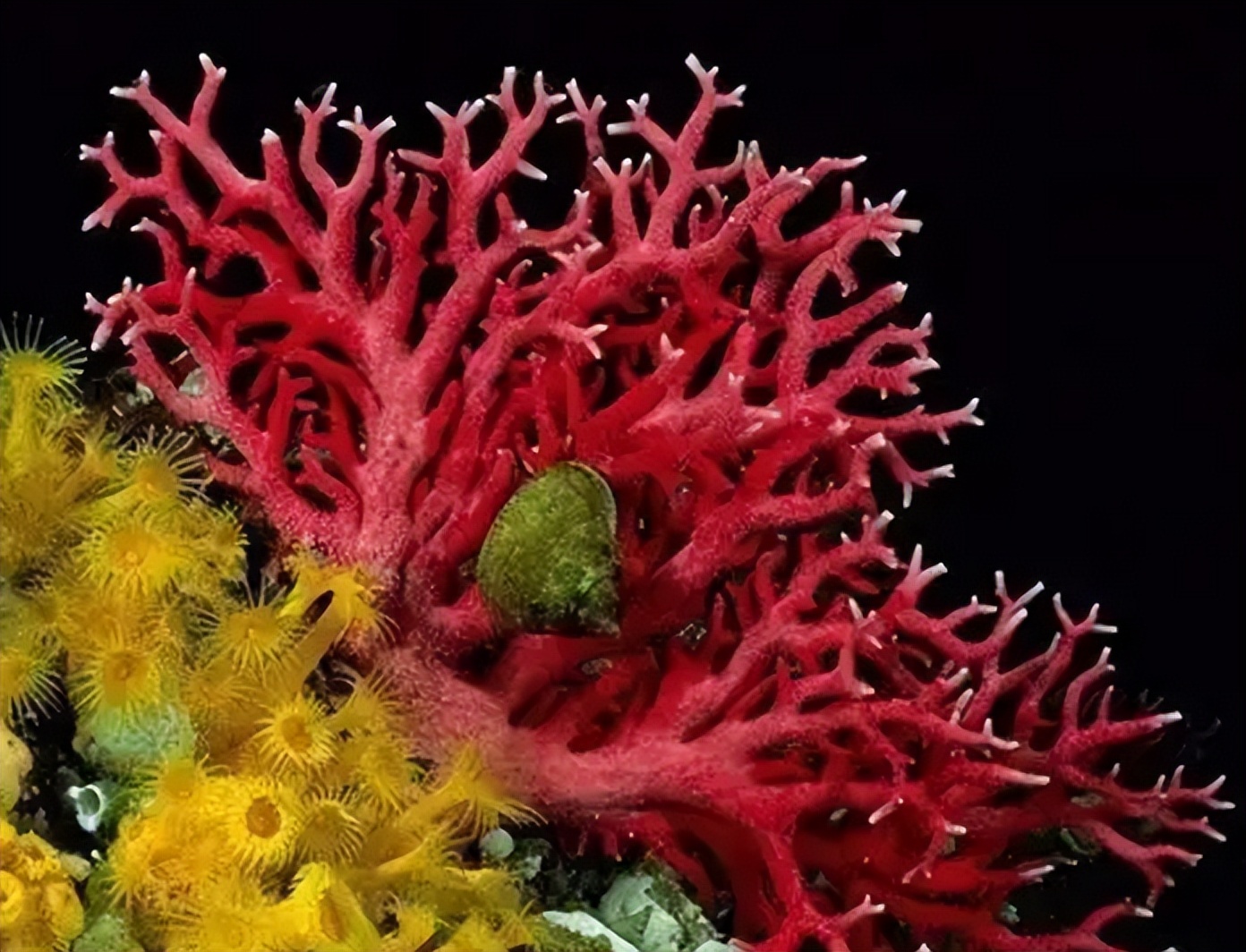 常见珊瑚种类,珊瑚品种图鉴大全,珊瑚名称及图片大全_大山谷图库
