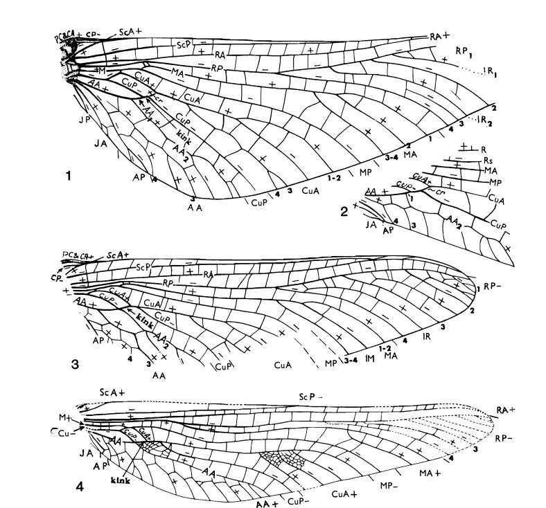 蜻蜓翅膀结构图片