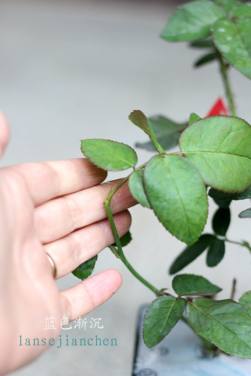 让我们轻松面对月季盲枝吧