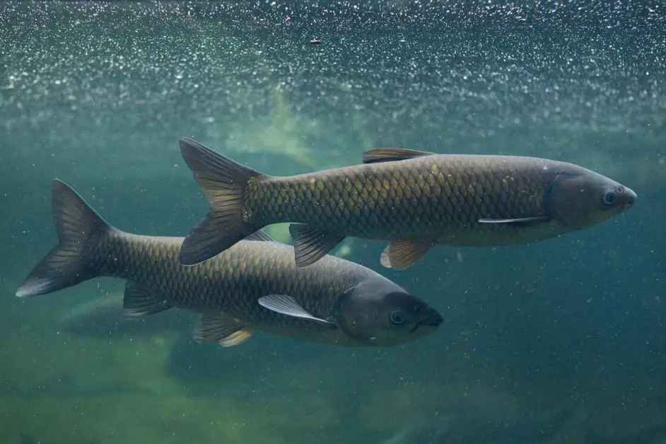 云南抚仙湖时隔30年再现"青鱼阵",簇拥成群原因成谜 - 哔哩哔哩