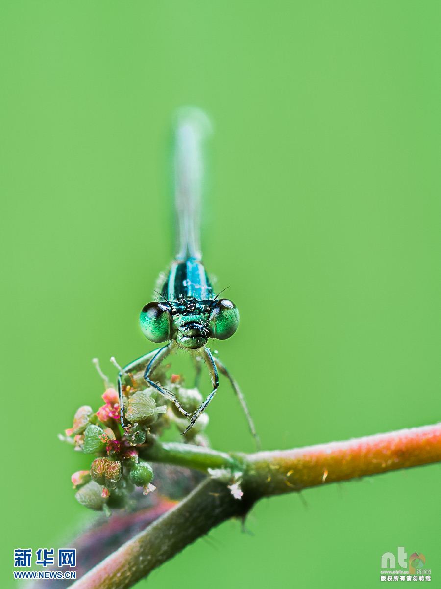 3(c).念珠状触角(moniliform)