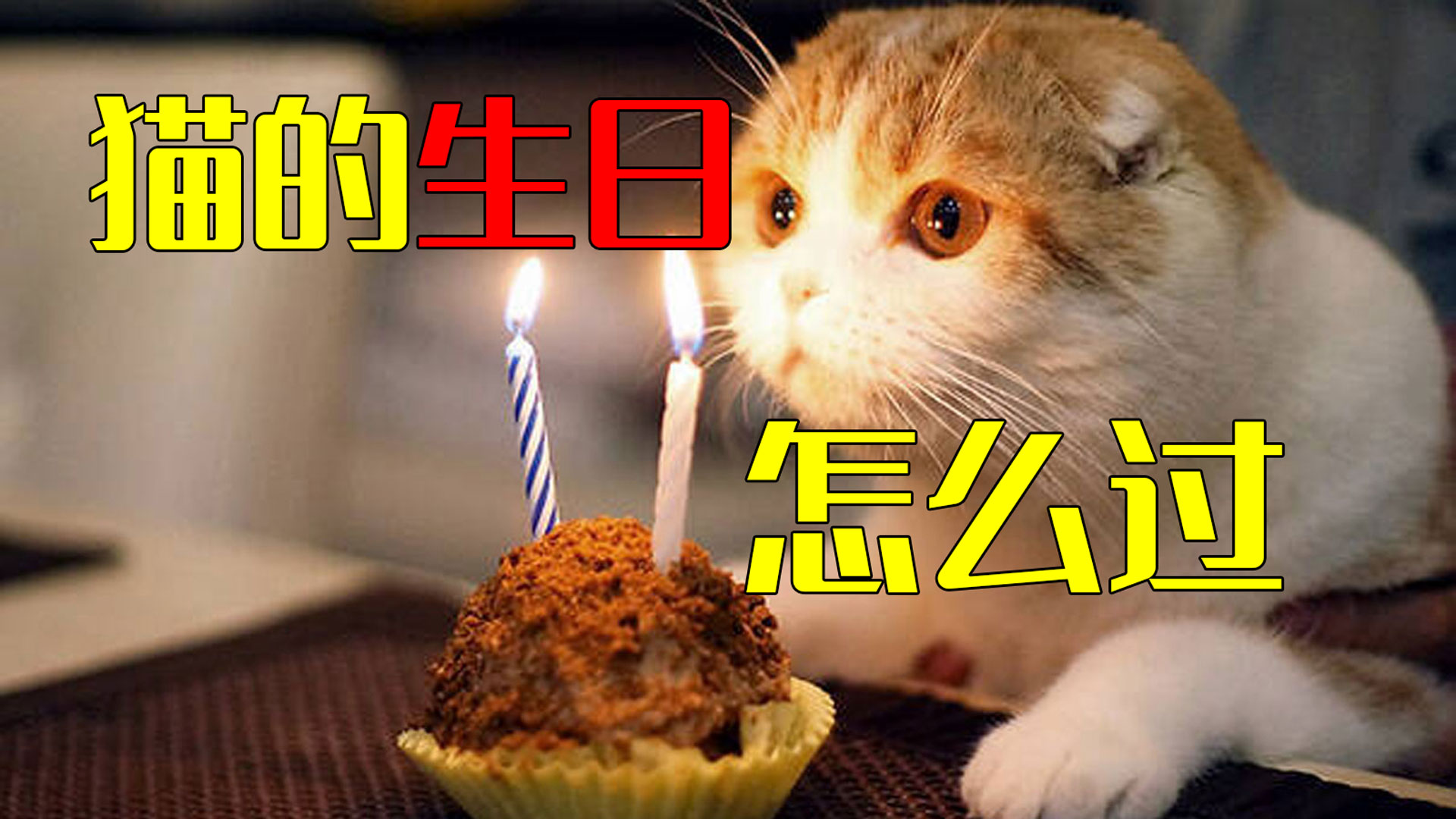 生日蛋糕猫咪图案,猫咪生日蛋糕 - 伤感说说吧