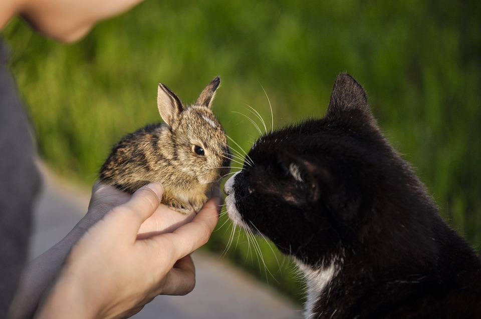 每天读点鲁迅:《呐喊·兔和猫》