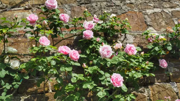 搬运 存档 月季育种历史简介 八 藤本月季 哔哩哔哩