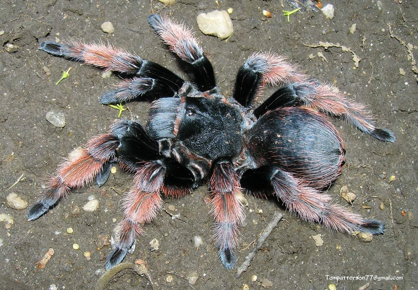 墨西哥粉红蜘蛛图片