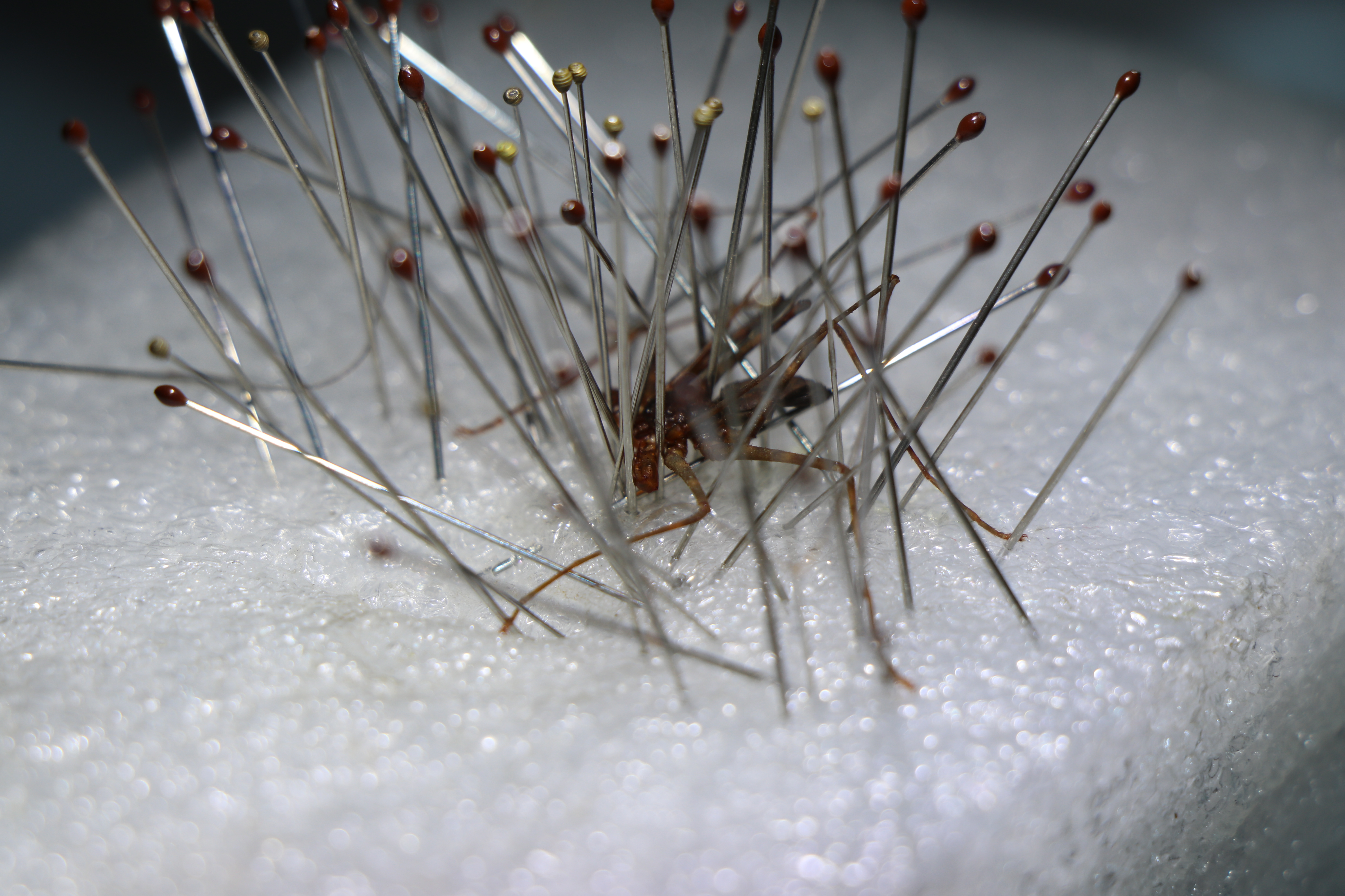 标本制作鞭蝎与鞭蛛观赏标本制作