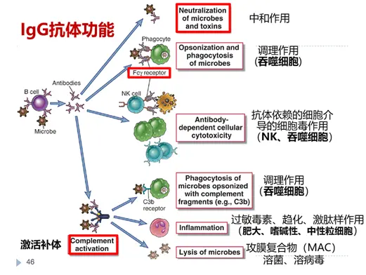 免疫生物学抗原抗体总结