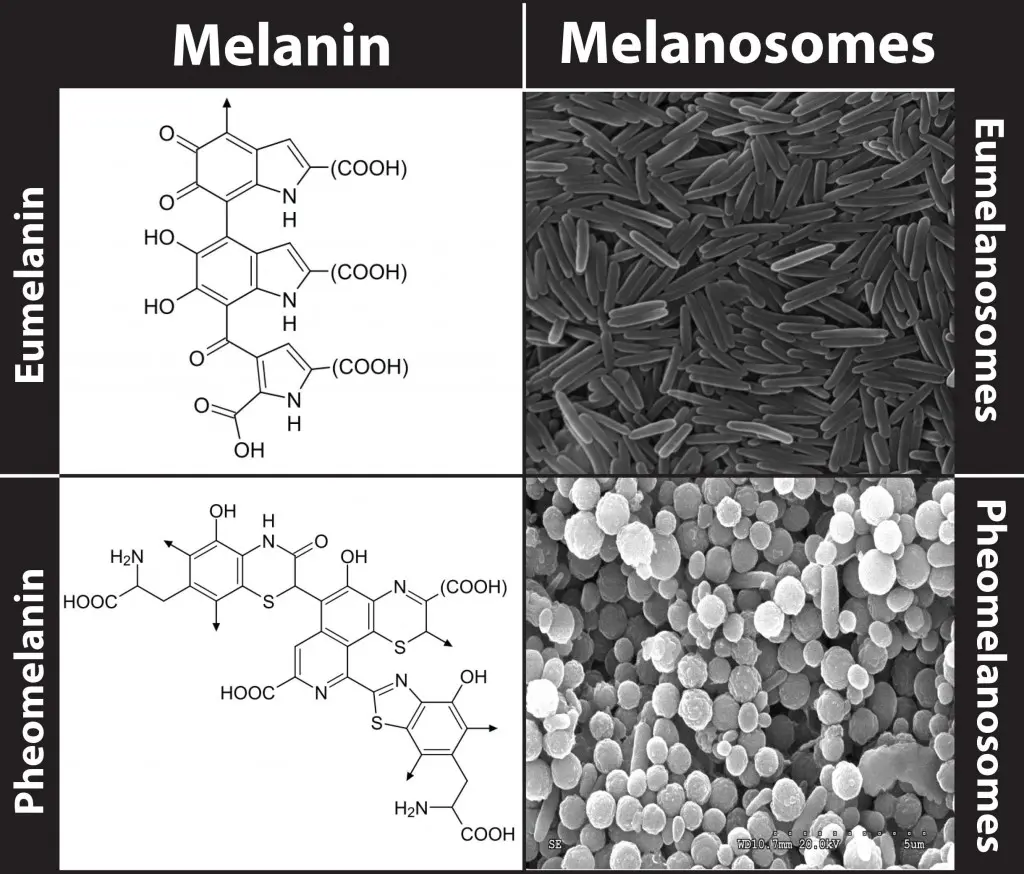 而褐黑素体（pheomelanosomes）更接近球形，具体而言反映在长轴和短抽长度的尺寸差异上。