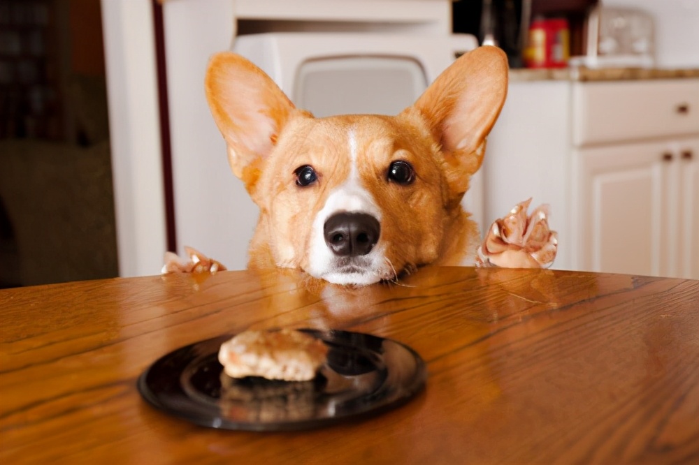 盘点狗吃辣的食物会怎么样?狗吃辣的食物会怎么样