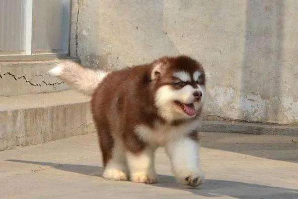 五个阿拉斯加难饲养的原因 养犬人都要知道 做个合格的养犬人 哔哩哔哩