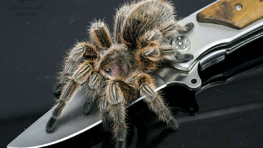 the tarantula keeper's guide（Read This FirstThe Game Plan） 哔哩哔哩