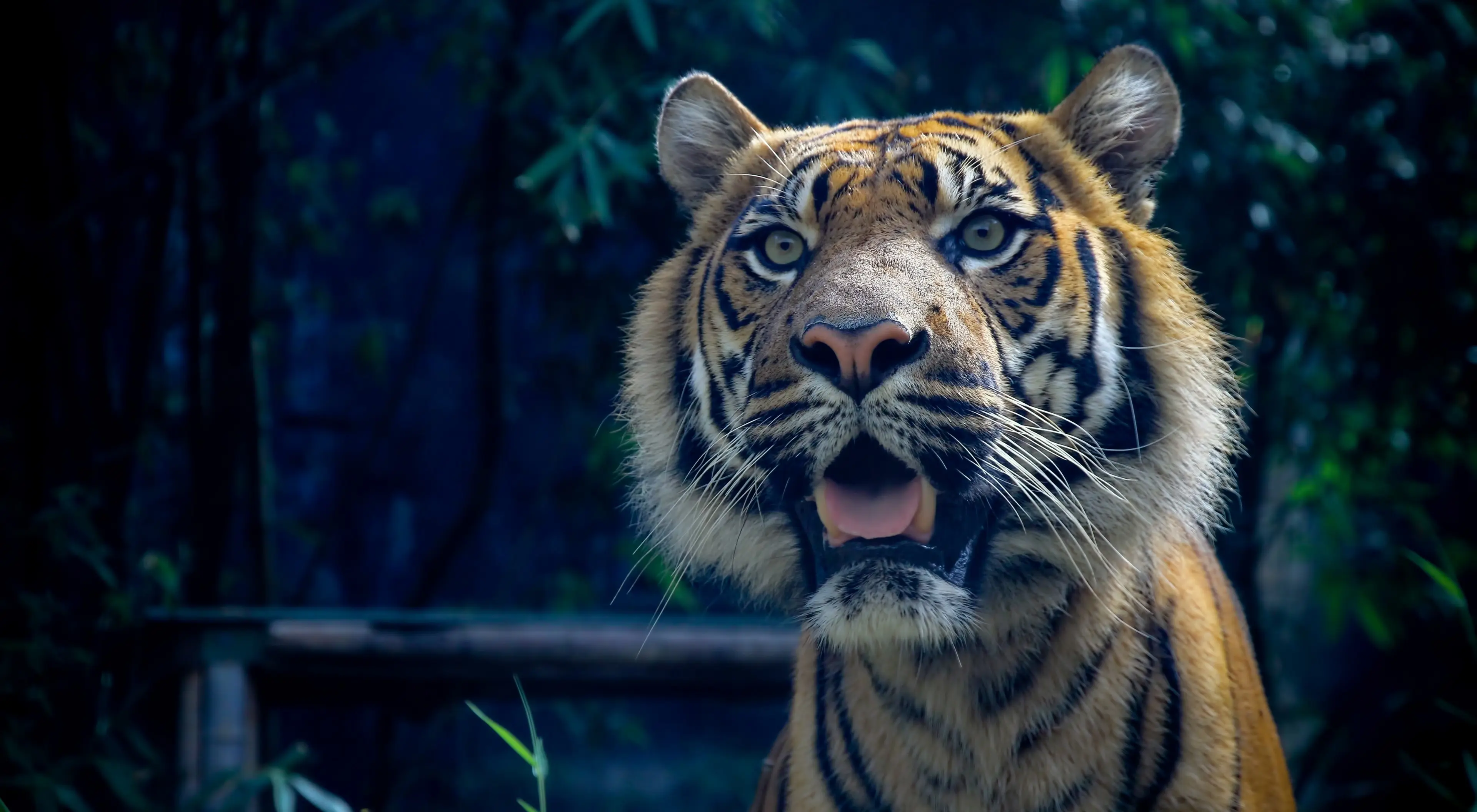 老虎摄影合集2,(淘宝素材) - 哔哩哔哩