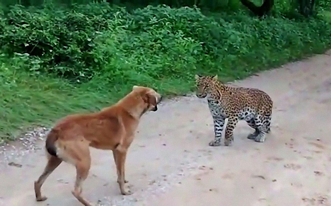 第二只外逃豹子找到了!搜救队长证实:被狗咬死了 谣言!只是麻醉