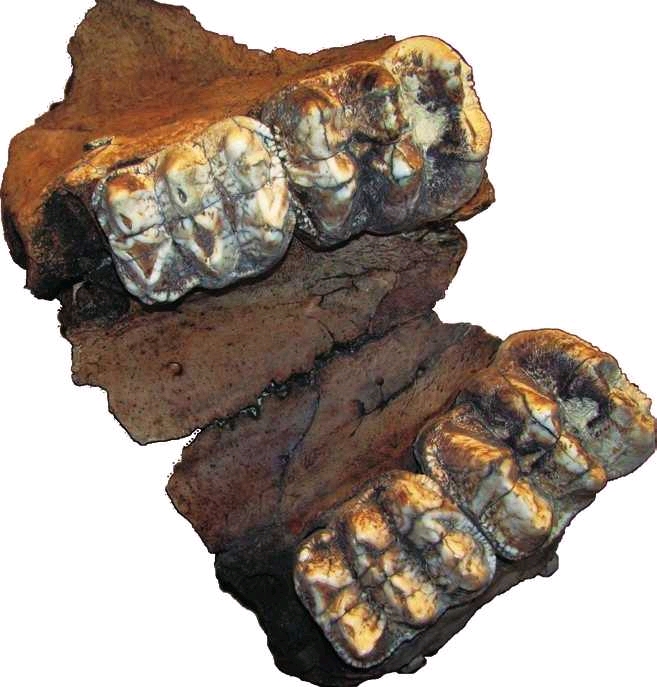 短颌象的臼齿咀嚼面是一连串隆起的齿脊,有些类似亚洲的剑齿象,以咀嚼