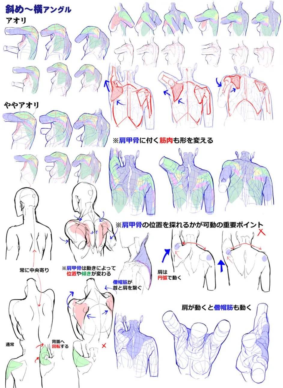 保姆级结构讲解!头颈肩关系,简单易学!