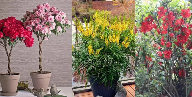 4种冬季就开始灿烂开花的灌木花卉 可养成室内大中型盆栽 哔哩哔哩