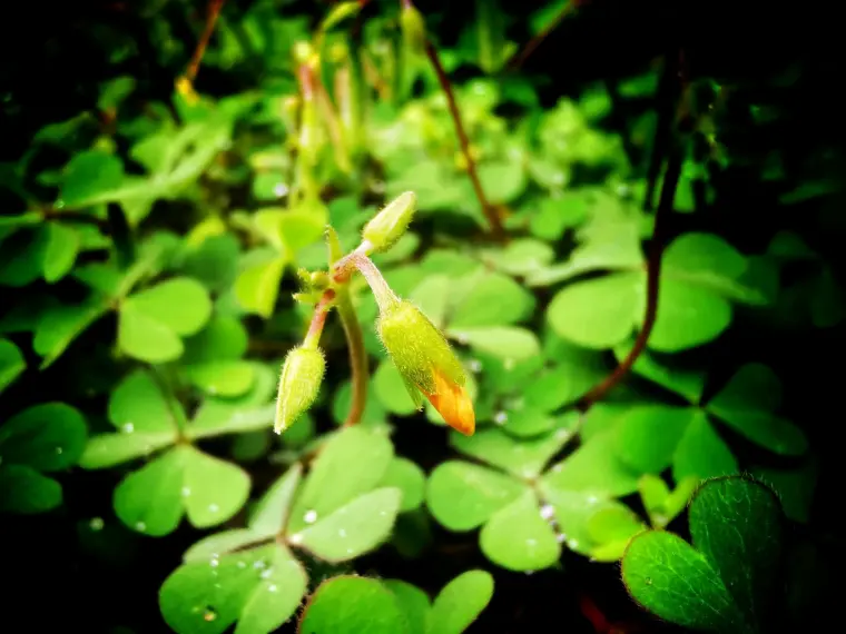 苔花如米小 也学牡丹开 哔哩哔哩