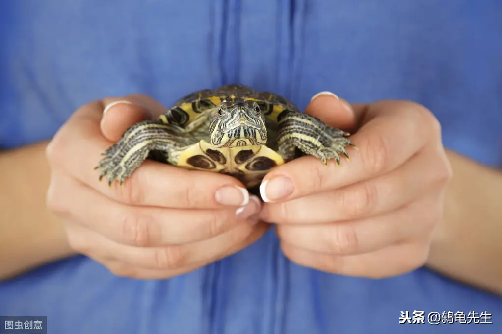 乌龟如何冬眠？乌龟冬眠常见误区，乌龟冬眠期养护方法全套方案