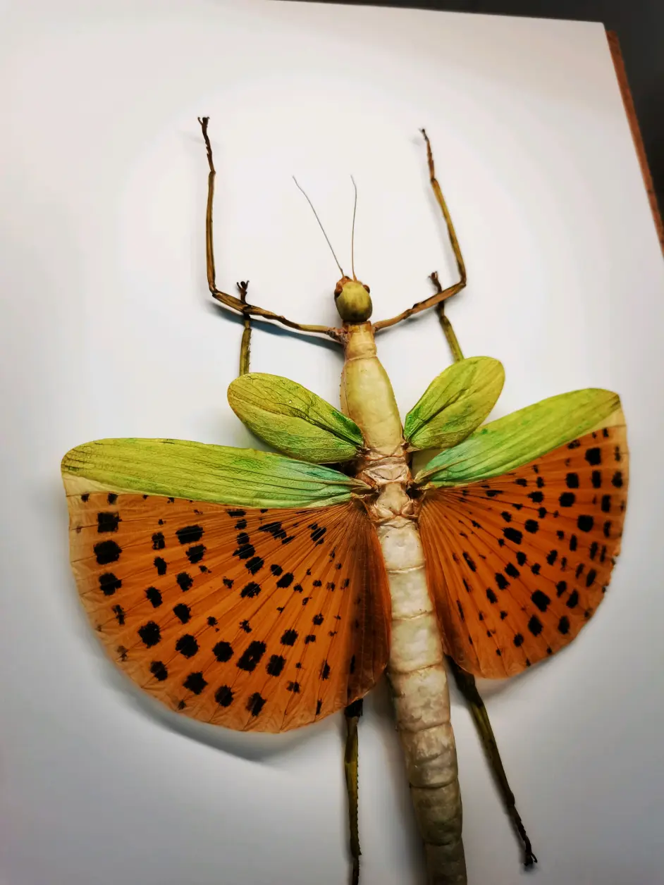 昆虫标本 竹节虫标本 蝴蝶标本 螳螂标本合集 哔哩哔哩