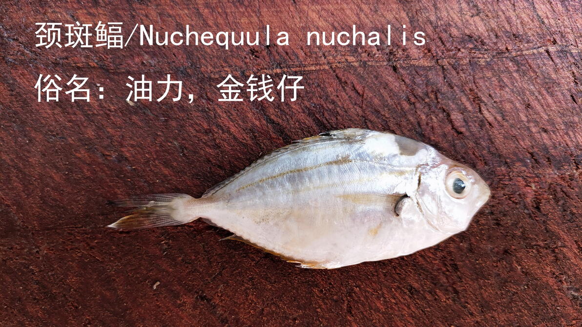市场博物：湛江遂溪城内市场海鲜——北部湾海鱼 - 哔哩哔哩