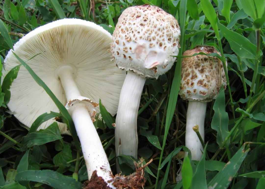 【蘑菇的分类】3.蘑菇科 大环柄菇属Macrolepiota、青褶伞属Chlorophyllum - 哔哩哔哩