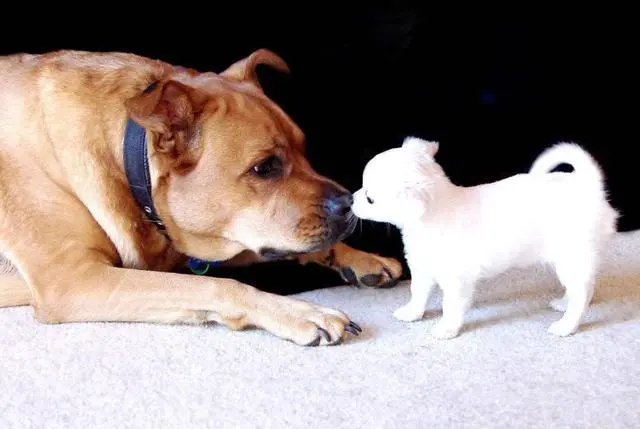 小型犬遇见大型犬 前者敢凶后者认怂 这其中是什么原因 哔哩哔哩