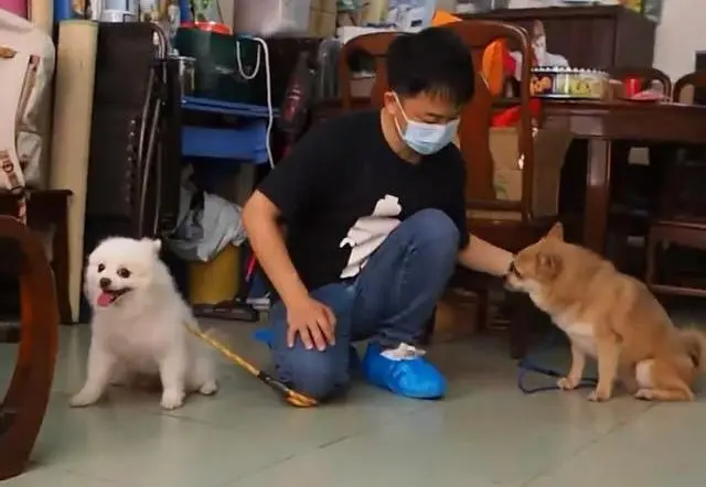 两只狗狗一见面就想打架 经训犬师之手竟然能一起坐在椅子上 哔哩哔哩