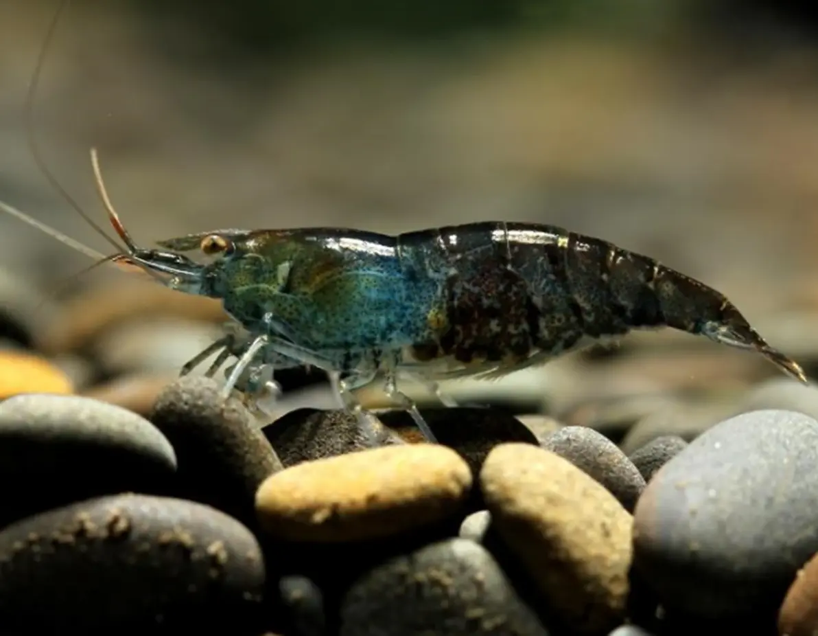 快过年了说一说我喜欢的节肢动物2甲壳亚门