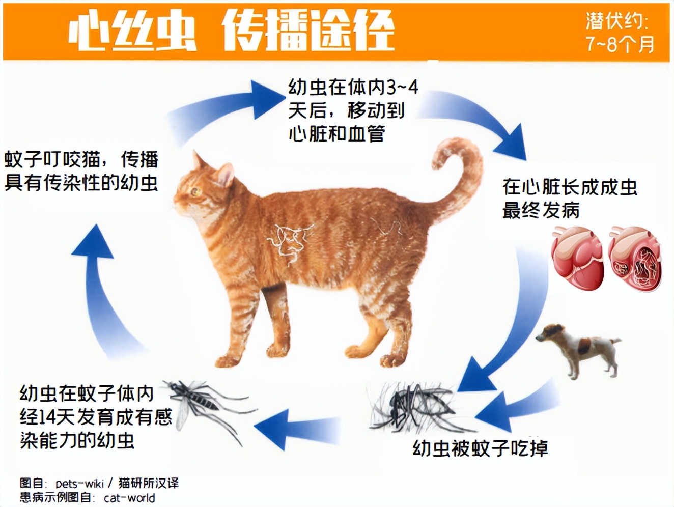 猫身上的螨虫,猫身上的虫子,猫螨虫(第5页)_大山谷图库