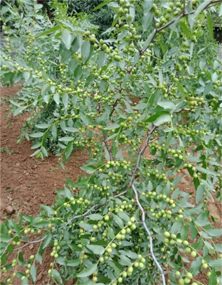 河南新乡酸枣苗种植基地 - 哔哩哔哩