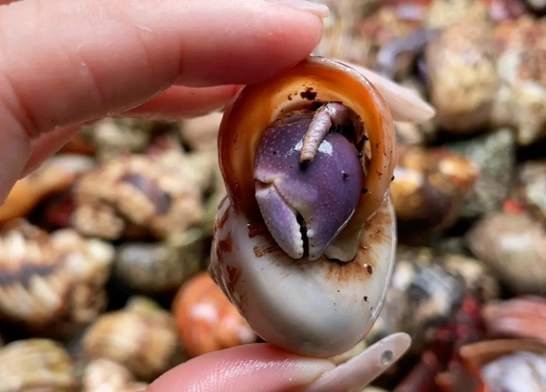 寄居蟹品种简单分辨7:短腕寄居蟹
