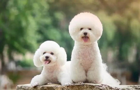 提醒 5大饲养比熊犬禁忌 为了比熊犬健康 请花两分钟看完 哔哩哔哩