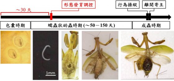 螳螂的生长过程发育图片