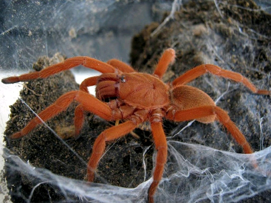 冷门收藏菲律宾橙捕鸟蛛的介绍及饲养