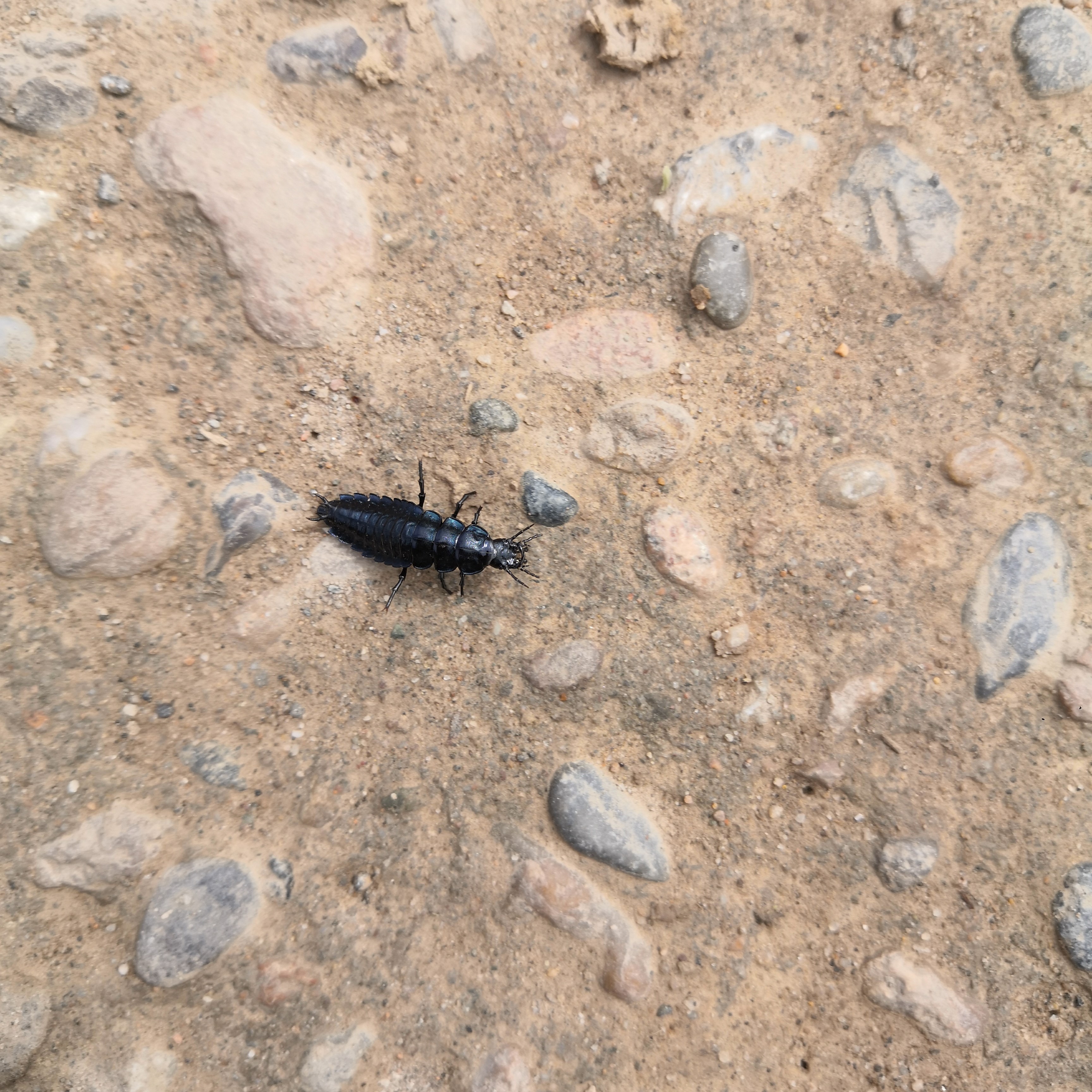 步甲虫幼虫图片图片