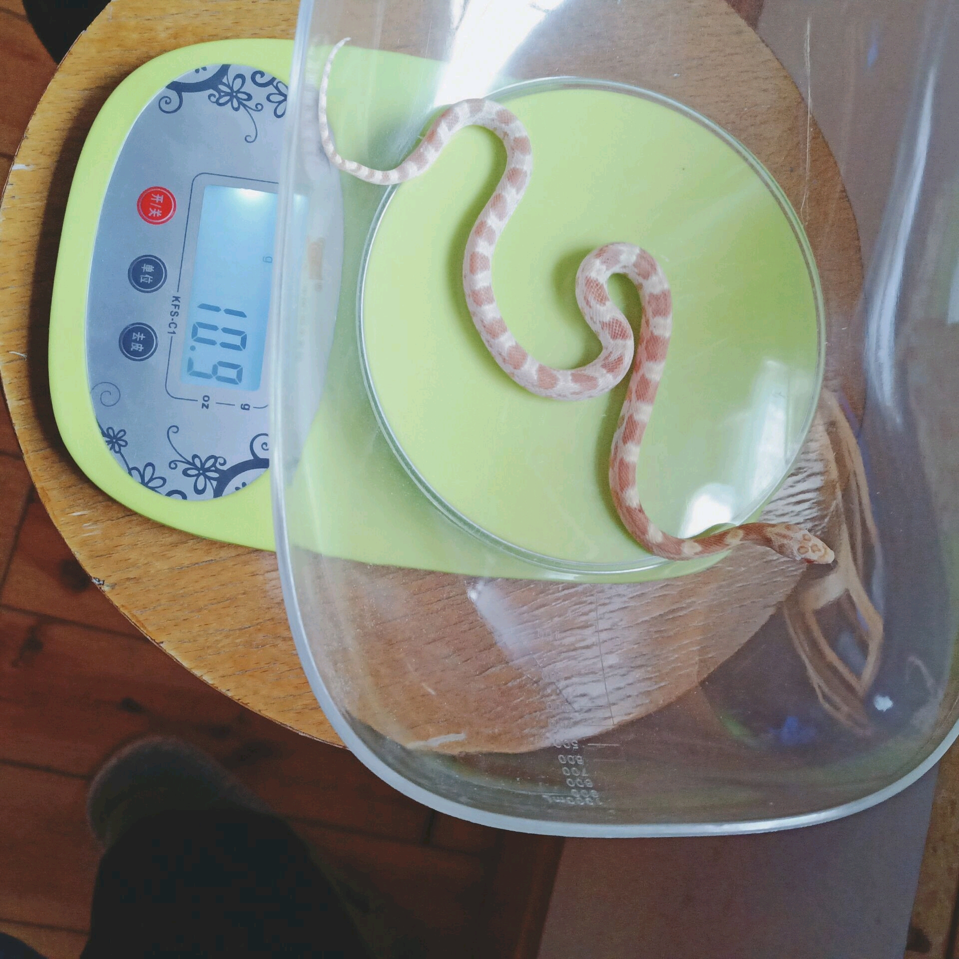 玉米蛇体重年龄表图片