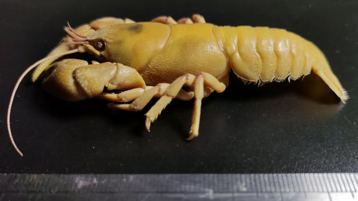 朝鲜蝲蛄cambaroides similis与东北蝲蛄cambaroides dauricus的简易外部形态鉴定