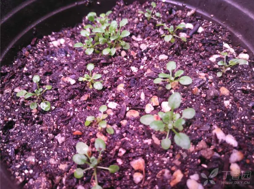 高中生物补充知识整理 一些植物 哔哩哔哩