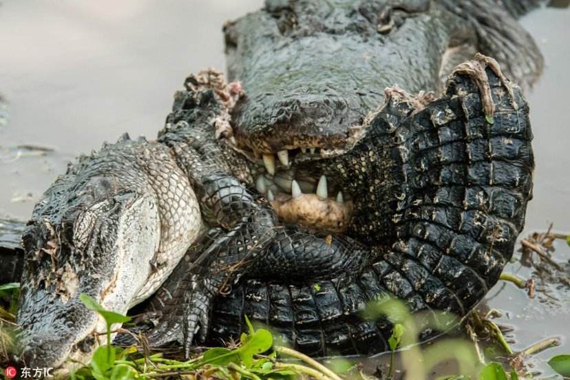 鳄鱼的装甲——皮下成骨