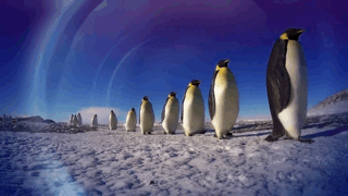企鹅走路动图 行走图片