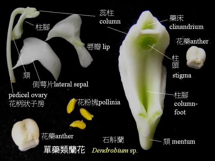 兰花花朵的基本结构 哔哩哔哩
