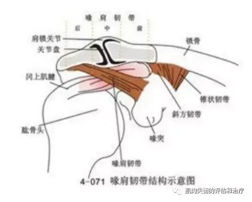 肩关节外展活动受限案例分享及背后深层思考 哔哩哔哩