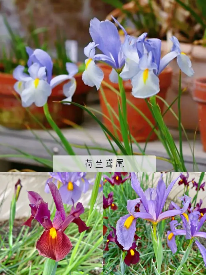 鸢尾鲜切花的种类介绍 花艺培训 花材认识 哔哩哔哩